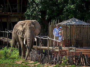 Nyamatusi Camp: Elefant im Camp Nyamatusi Camp: Elefant im Camp