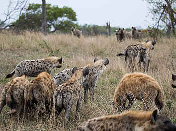 Sabi Sabi Selati Camp: Hyänenrudel Sabi Sabi Selati Camp: Hyänenrudel