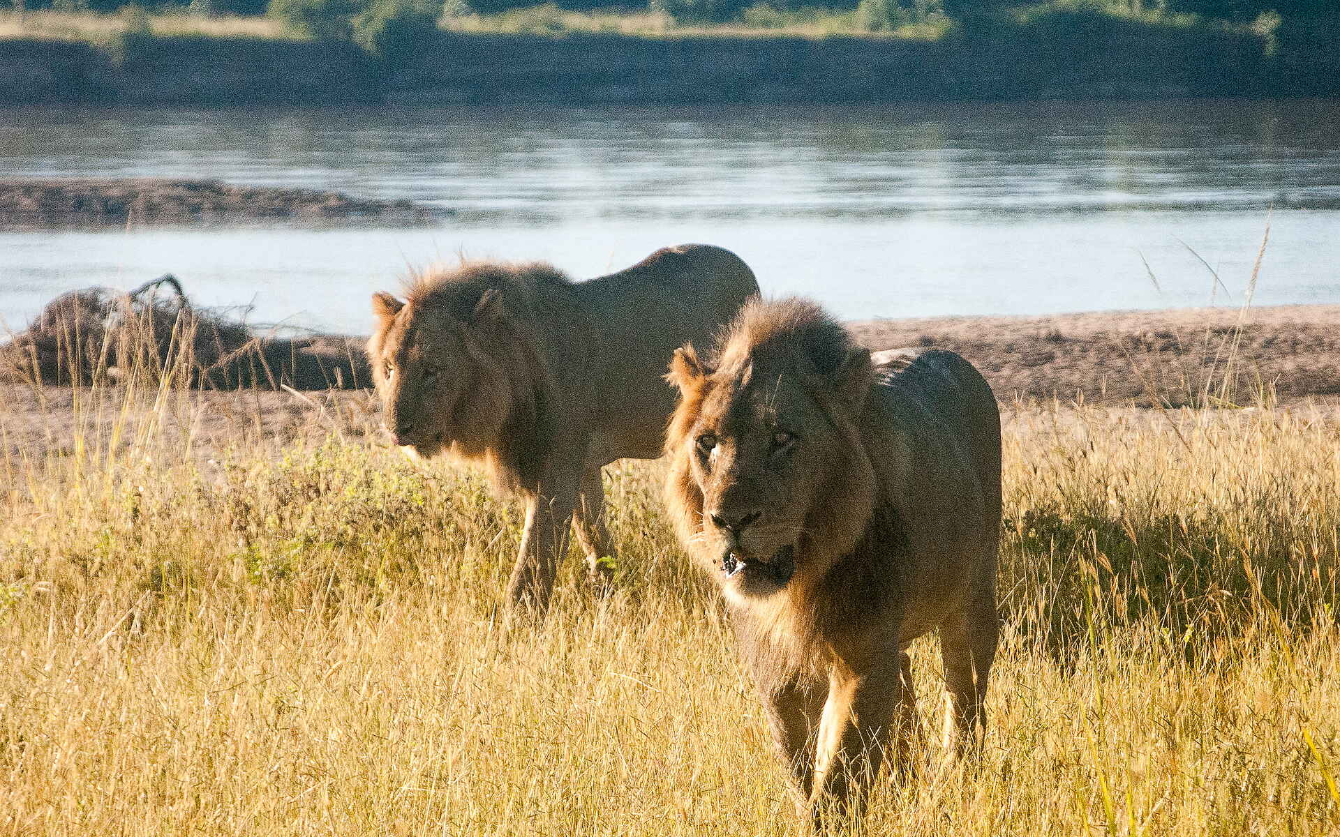 Shawa Luangwa Camp: Junge, männliche Löwen