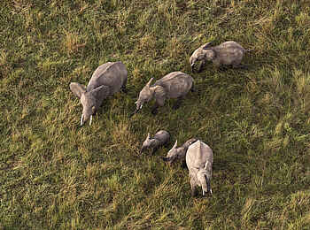 Wilderness Mara Camp: Elefanten von oben