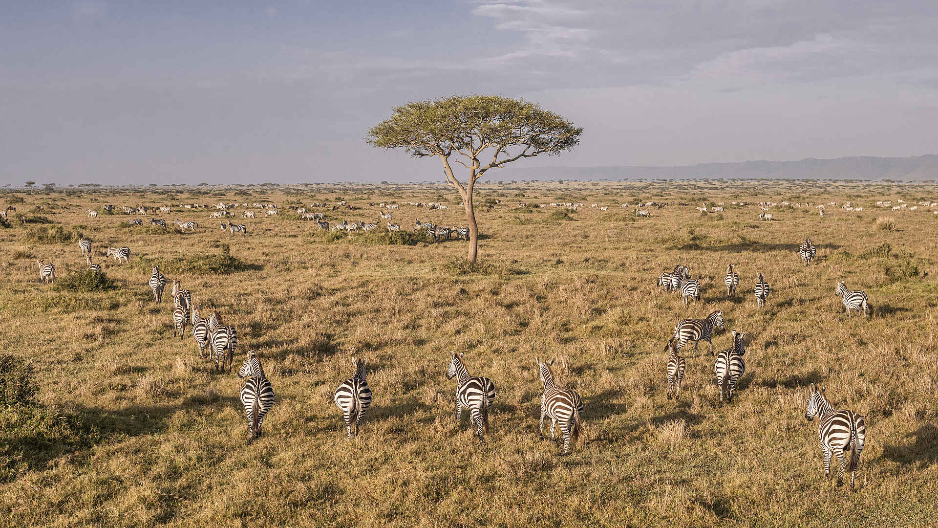 Wilderness Mara Camp: Zebraherde