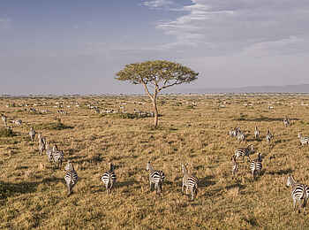 Wilderness Mara Camp: Zebraherde