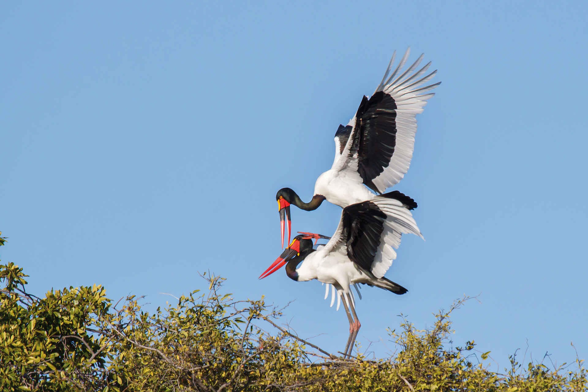 africa, afrika, auszeichnung, award, belmond, belmond eagle island camp, Belmond eagle island lodge, bilder, boro channel, boro-kanal, botsuana, botswana, buchen, buchung, eagle island camp, eagle island lodge, fish eagle bar, helikopter, helikoptersafari, hubschrauber, info, information, informieren, nordbotswana, northern botsuana, okavango, okavango delta, okavango-delta, orient epress safaris, orient express, orient-express, reise, reisen, reiseveranstalter, safari, southern africa, sÃ¼dliches afrika, urlaub, vollpension, wasseraktivitÃ¤ten, xaxaba, xaxaba island, xaxaba village, birding, fauna, nestbau, tiere, vÃ¶gel, wasservÃ¶gel, südliches afrika, vögel, wasseraktivitäten, wasservögel