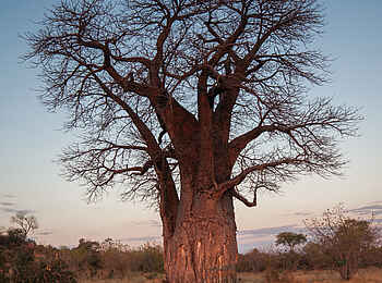 Belmond Savute Elephant Lodge: Großer Baobab