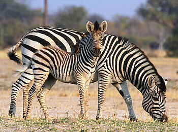 Camelthorn Lodge: Zebrafohlen und Oxpecker Camelthorn Lodge: Zebrafohlen und Oxpecker