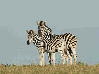 Camp Kalahari: Zebras