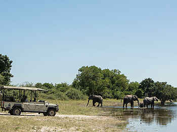 Chobe Game Lodge: Safari