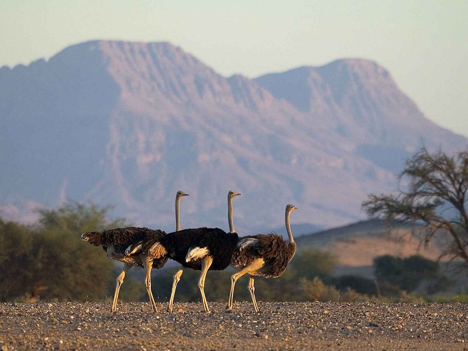 Damaraland Camp: Strauße vor Bergkulisse Damaraland Camp: Strauße vor Bergkulisse