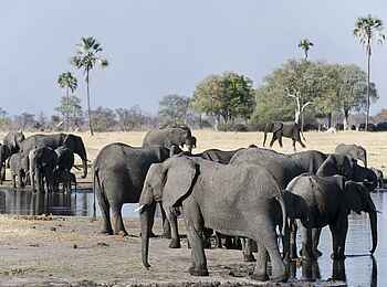 Davison's Camp: Elefanten versammeln sich am Wasserloch Davison's Camp: Elefanten versammeln sich am Wasserloch