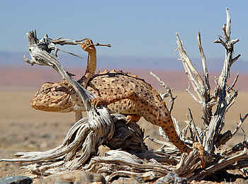 Desert Horse Inn: Chamäleon Desert Horse Inn: Chamäleon