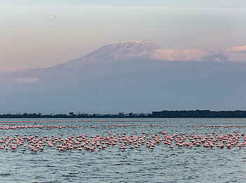 Elephant Gorge Camp: Flamingos im See