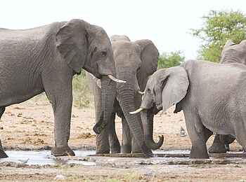 Etosha: Elefantenfamilie