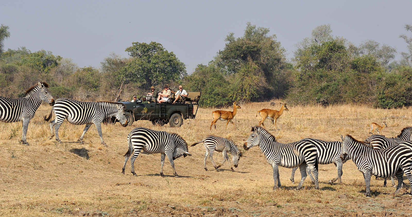 Kaingo Game Drive: Zebras Kaingo Game Drive: Zebras