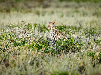 Legendary Nyasi Tented Camp: Leopard