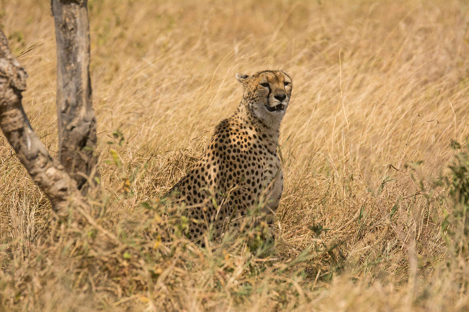 Lemala Mara Tented Camp: Gepard