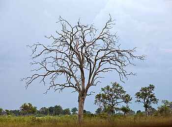 Lianshulu Lodge: Abgestorbener Baum Lianshulu Lodge: Abgestorbener Baum