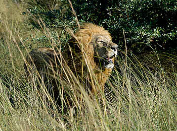 Little Tubu: Männlicher Löwe Little Tubu: Männlicher Löwe