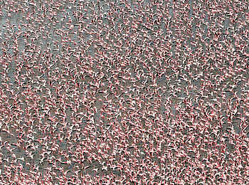 Loldia House: Riesige Flamingoschwärme - ein echtes Highlight des Nakuru Sees Loldia House: Riesige Flamingoschwärme - ein echtes Highlight des Nakuru Sees