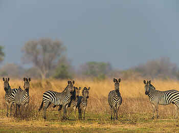 Luambe Camp: Mehrere Steppenzebras Luambe Camp: Mehrere Steppenzebras