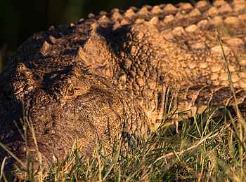 Mpala Jena Camp: Krokodil Mpala Jena Camp: Krokodil