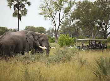 Nxabega Okavango Tented Camp: Elefantenpärchen