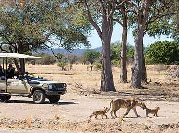 Puku Ridge Camp: Pirschfahrt mit Löwensichtung Puku Ridge Camp: Pirschfahrt mit Löwensichtung