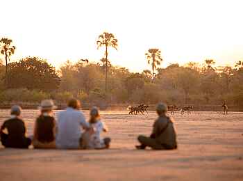 Puku Ridge Camp: Begegnung mit Wildhunden Puku Ridge Camp: Begegnung mit Wildhunden