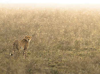 The Retreats at Namiri Plains Camp: Gepard The Retreats at Namiri Plains Camp: Gepard