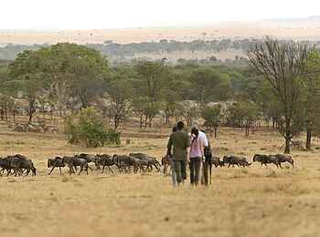 Sayari Camp: Walking Safari