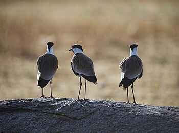 Serian's Serengeti Mobile Kusini Camp: Regenpfeifer