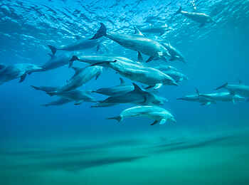 White Pearl Resorts: Delfinschule