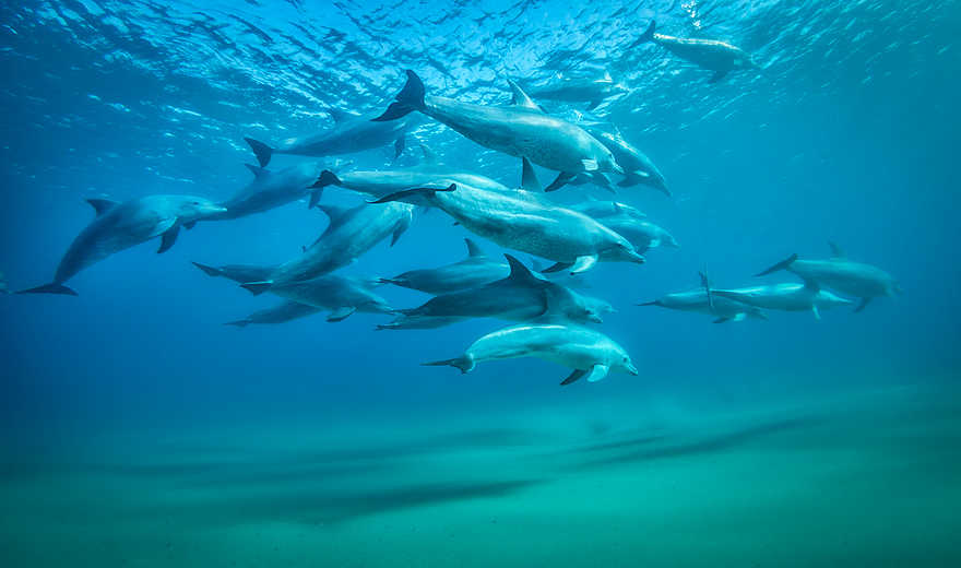 White Pearl Resorts: Delfinschule White Pearl Resorts: Delfinschule