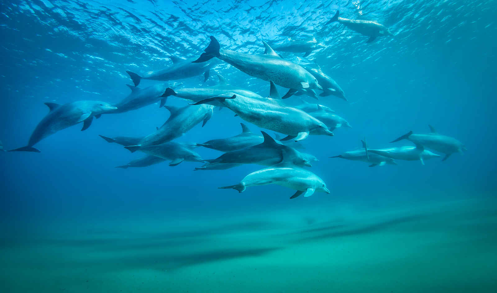 White Pearl Resorts: Delfinschule White Pearl Resorts: Delfinschule