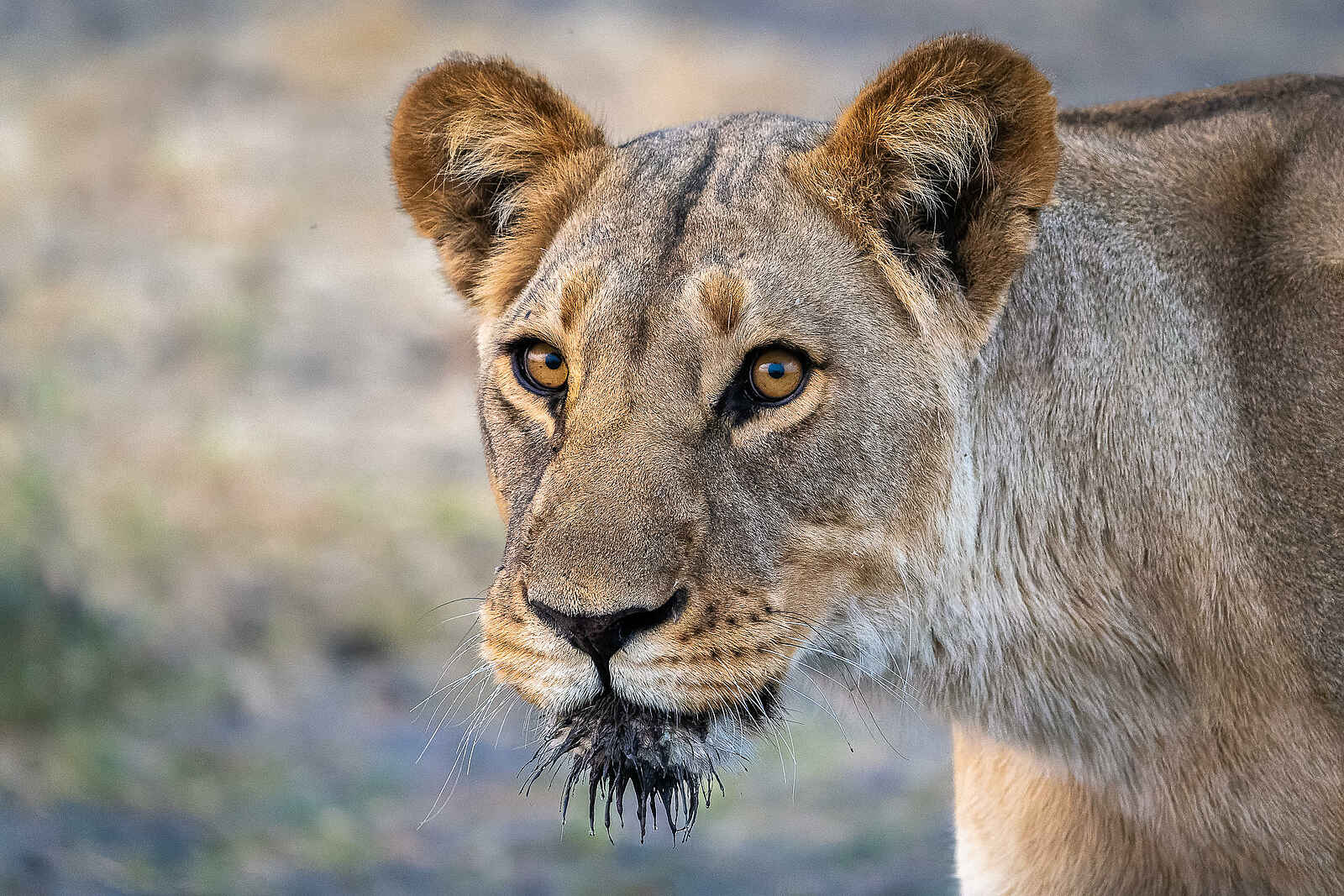 Wilderness Mokete Camp: Löwin Wilderness Mokete Camp: Löwin