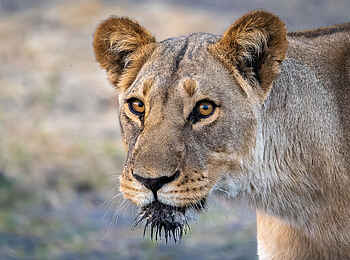 Wilderness Mokete Camp: Löwin