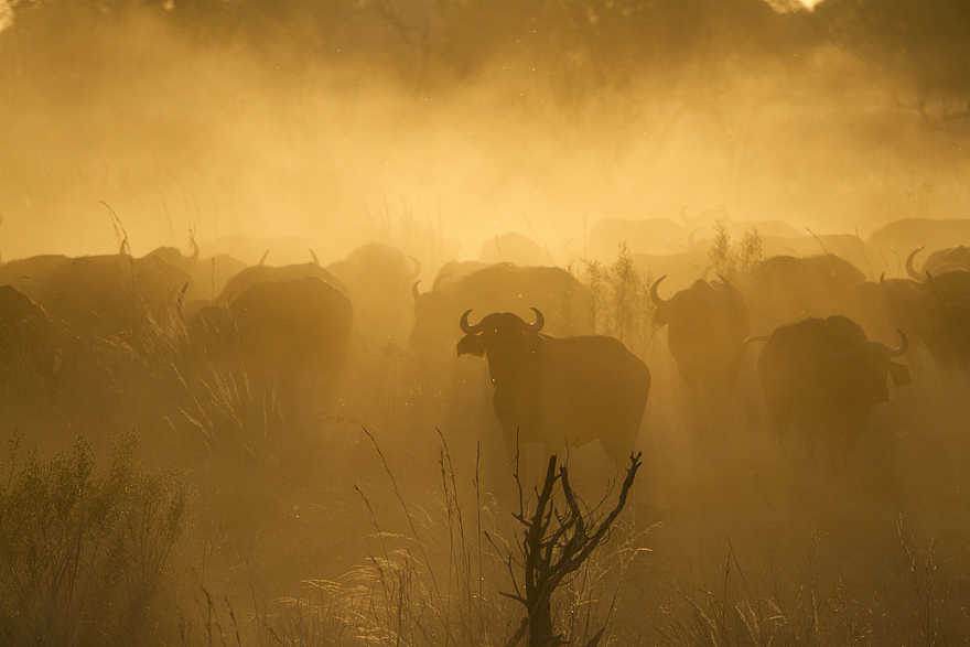 Botswana Camping Highlights: Eine Büffelherde Botswana Camping Highlights: Eine Büffelherde