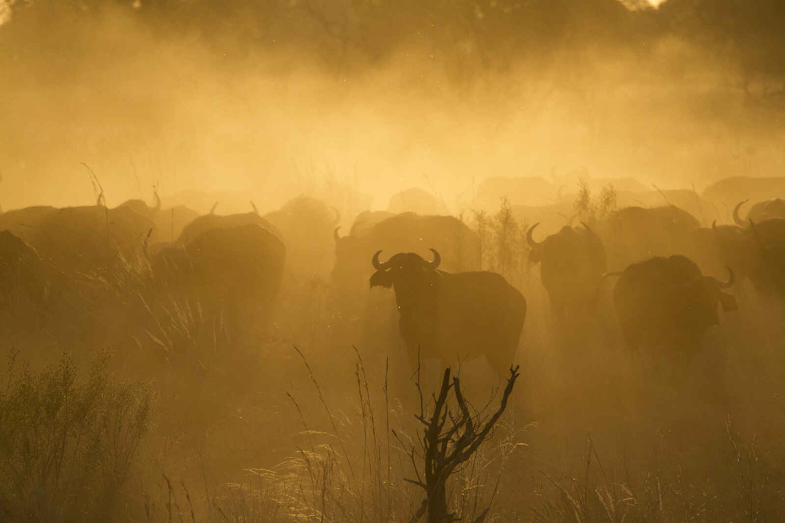 Botswana Camping Highlights: Eine Büffelherde Botswana Camping Highlights: Eine Büffelherde