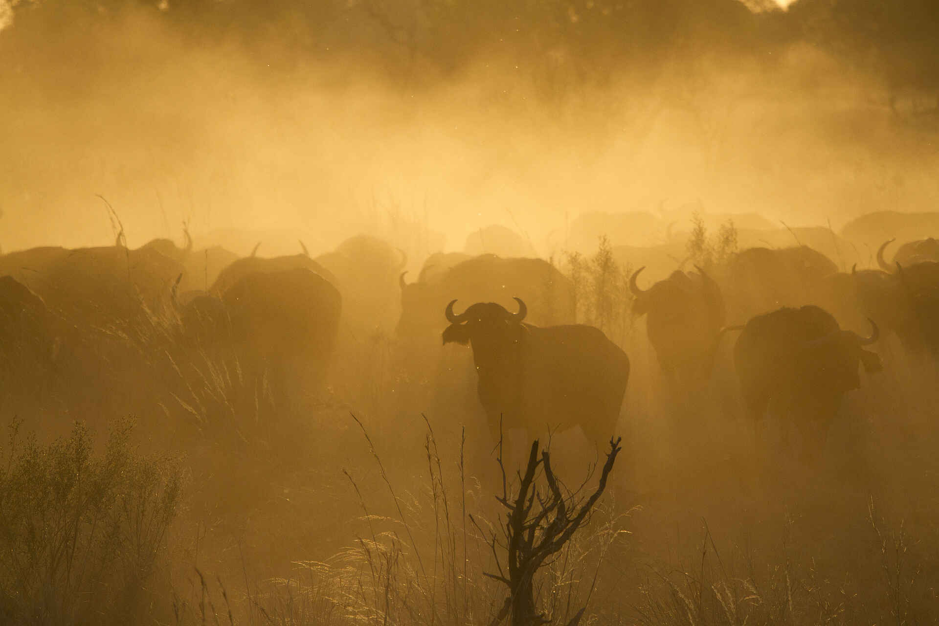 Botswana Camping Highlights: Eine Büffelherde