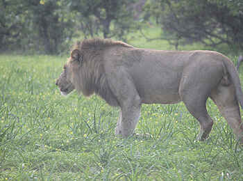 Chilo Ivory Trail Adventure: Junger Löwe