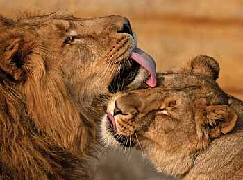 Olare Mara Kempinski: Zugeneigte Löwen