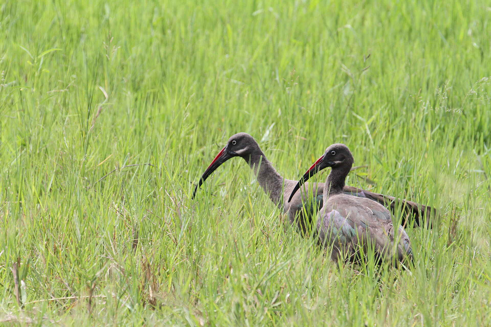 African Parks, Afrika, Akagera Nationalpark, Ruanda, Ruzizi Lodge, Ruzizi Tented Lodge, Rwanda, Safari, Wildlife, Afrikarma, Afrikarma Safaris, Afrikarma Safaris - Wildnis. Hautnah., Afrikarma.de