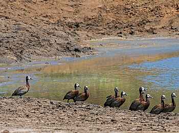 Verney's Camp: White-faced Whistling Ducks an Wasserstelle