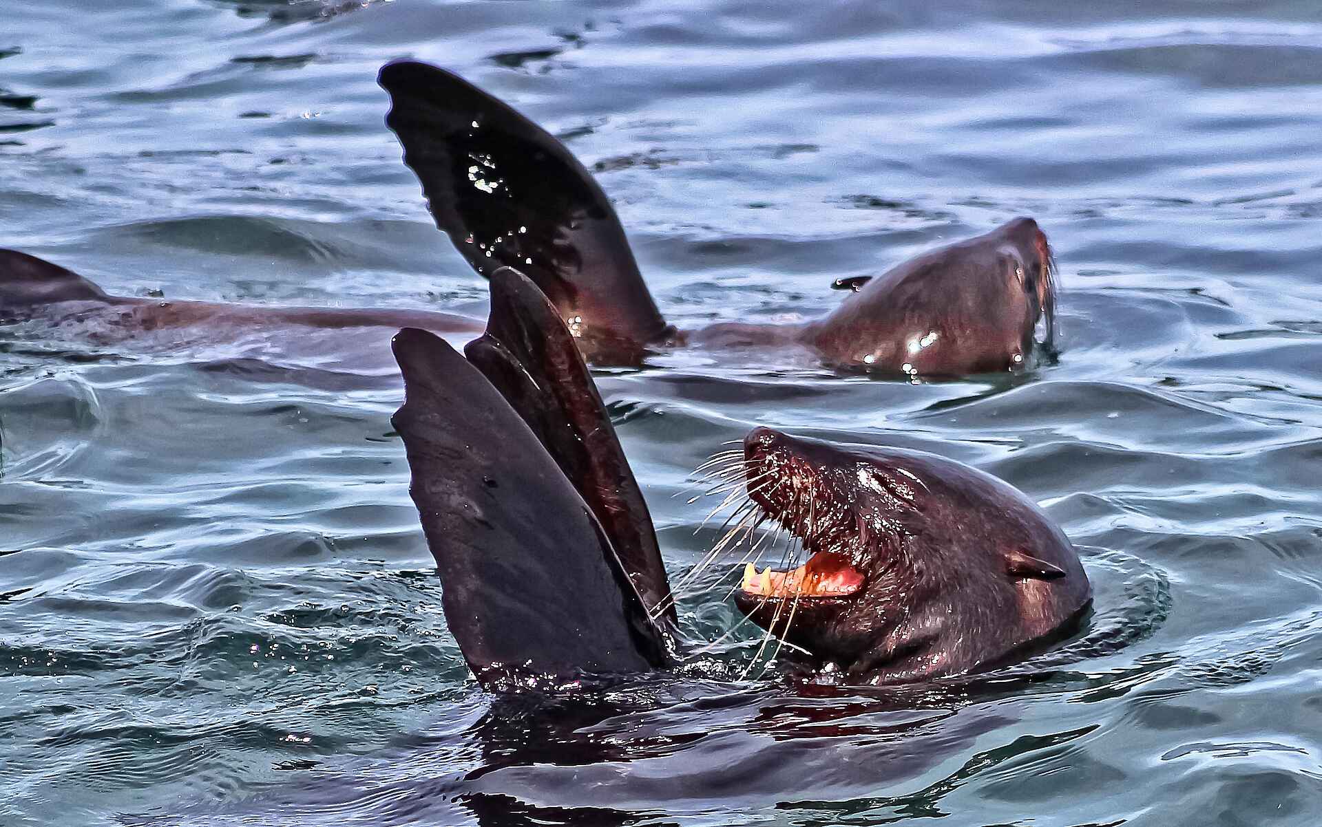 Birkenhead House: Verspielte Robben