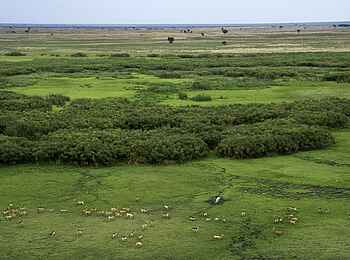 Busanga Bush Camp: Luftbild der Busanga Plains Busanga Bush Camp: Luftbild der Busanga Plains