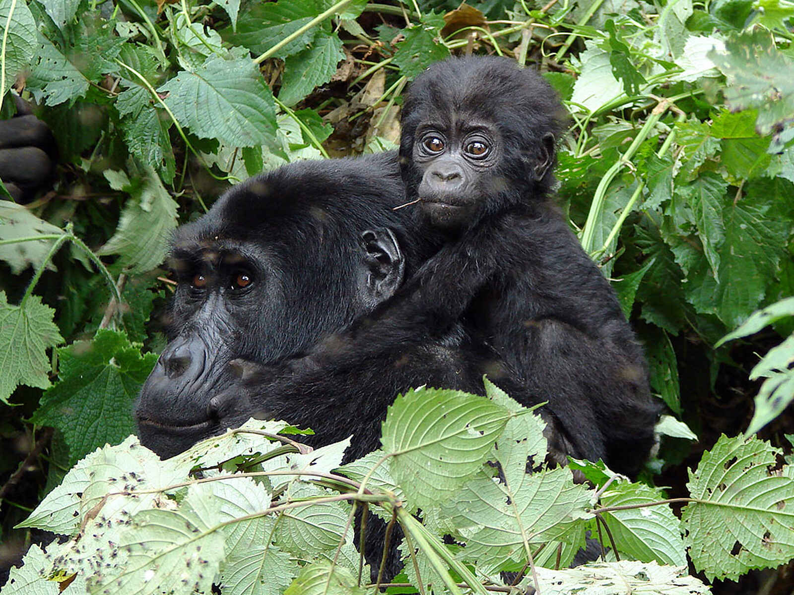 Clouds Mountain Gorilla Lodge: Ritt auf der Gorilla-Mama Clouds Mountain Gorilla Lodge: Ritt auf der Gorilla-Mama