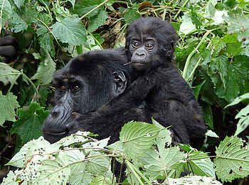 Clouds Mountain Gorilla Lodge: Ritt auf der Gorilla-Mama