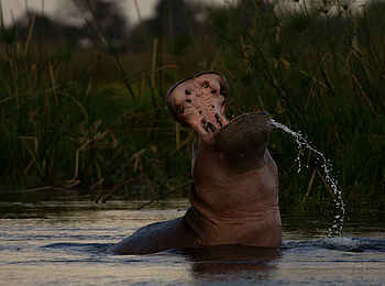 Duba Plains Camp: Nilpferd