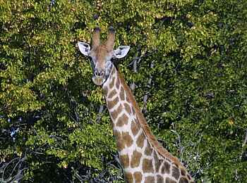 Edo's Camp: Giraffe Edo's Camp: Giraffe