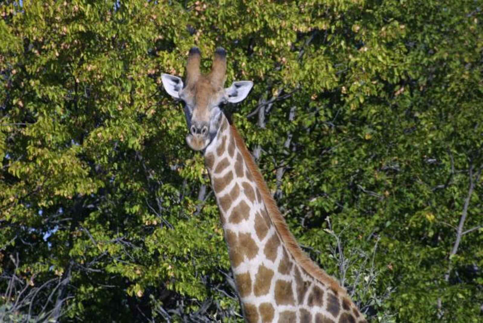 Edo's Camp: Giraffe Edo's Camp: Giraffe