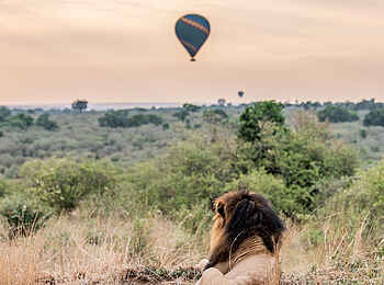 Encounter Mara Camp: Löwe